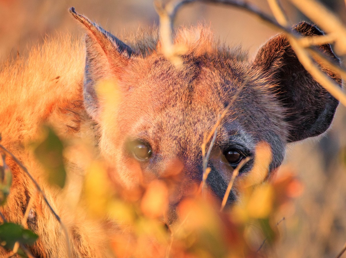 Spotted Hyena - ML642962025