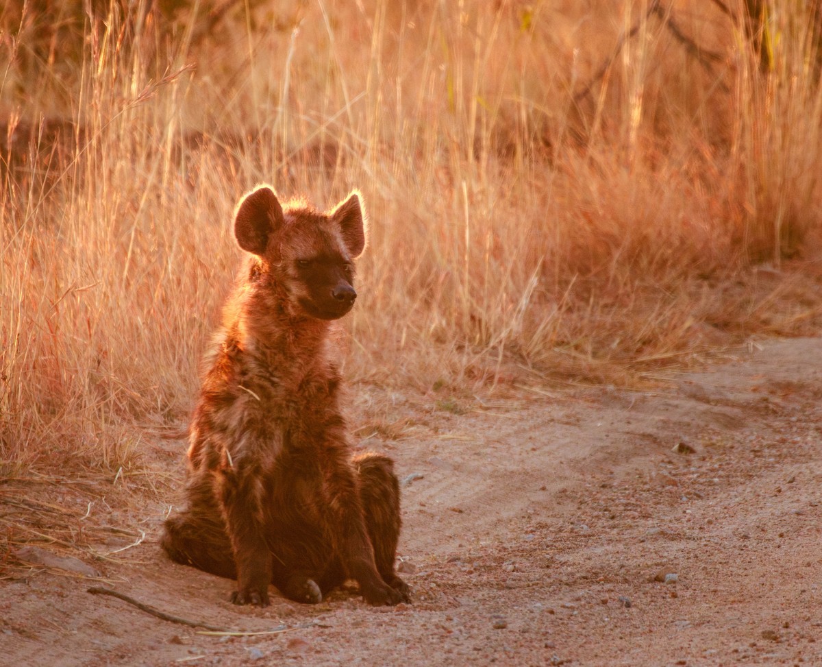 Spotted Hyena - ML642962026