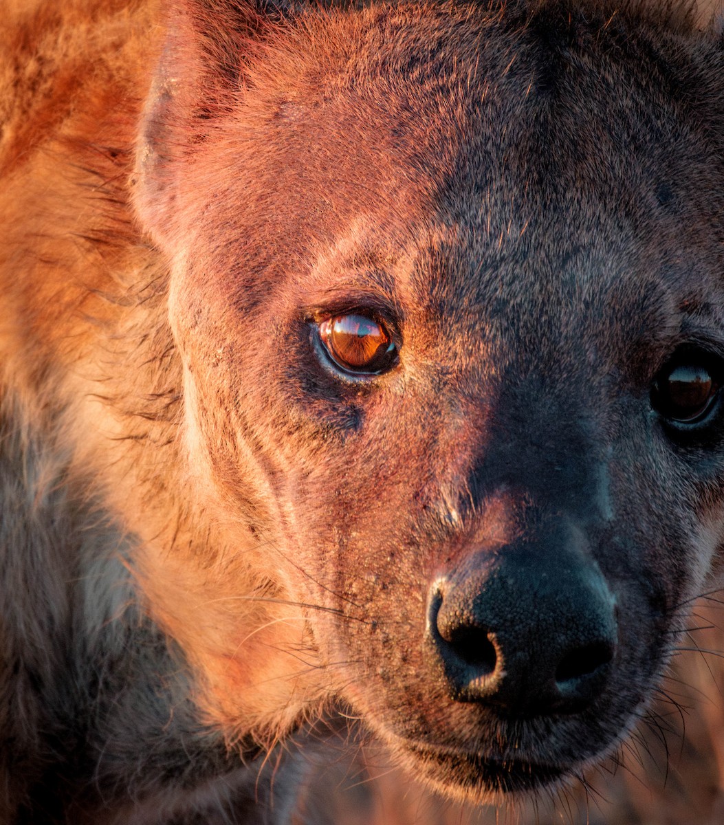 Spotted Hyena - ML642962027