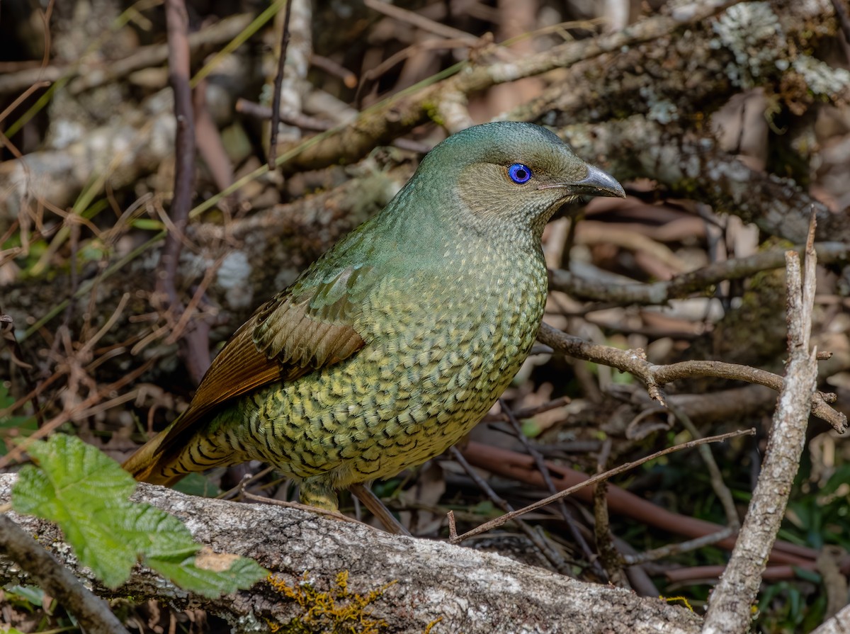 Satin Bowerbird - ML642962035