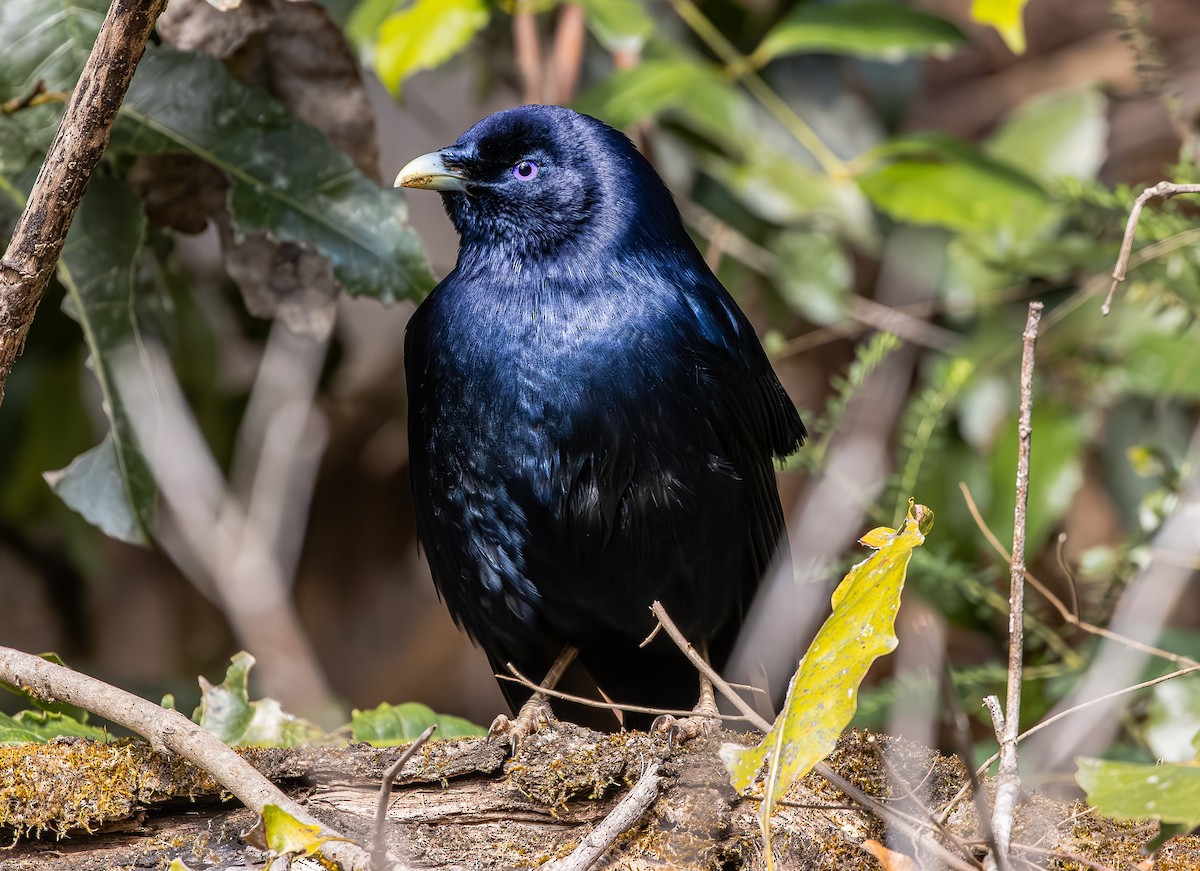 Satin Bowerbird - ML642962036