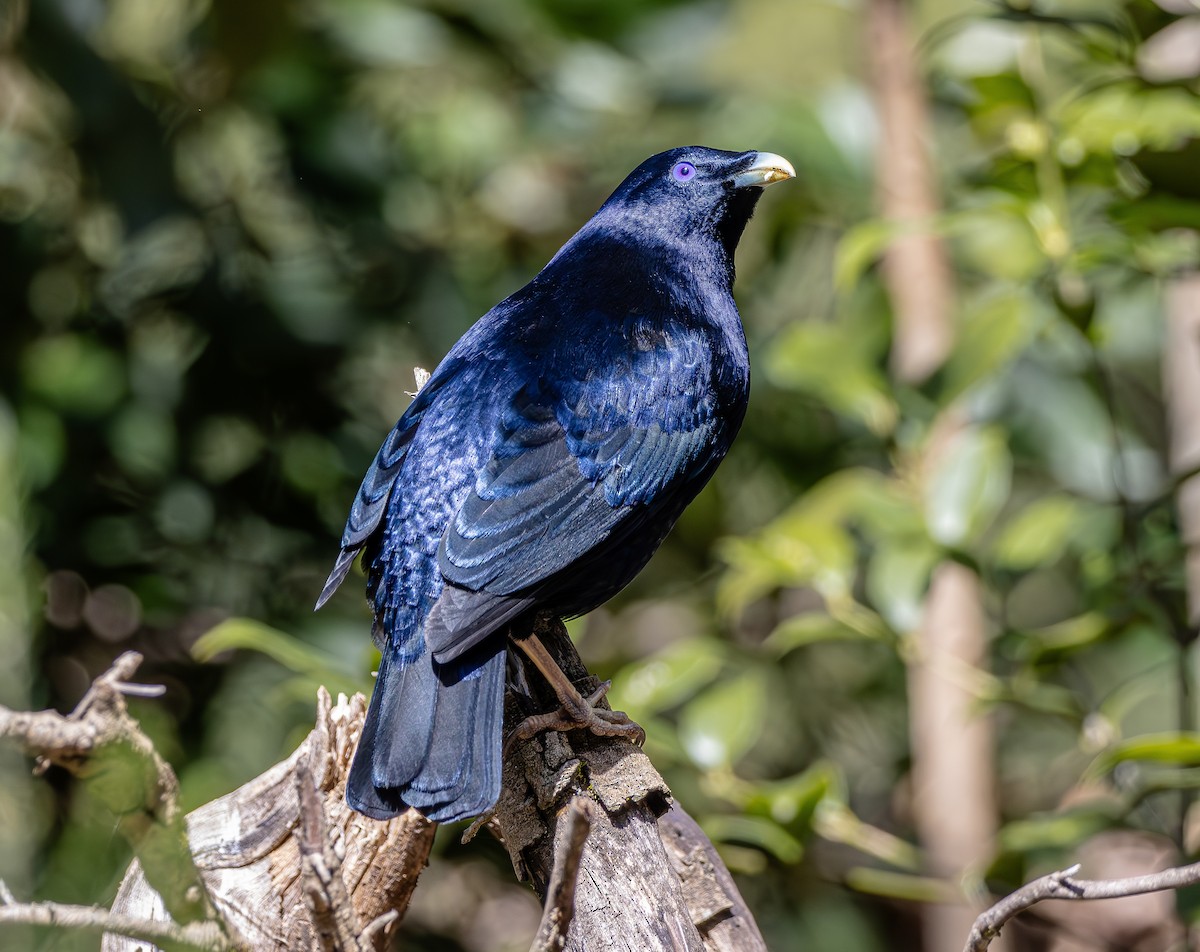 Satin Bowerbird - ML642962037