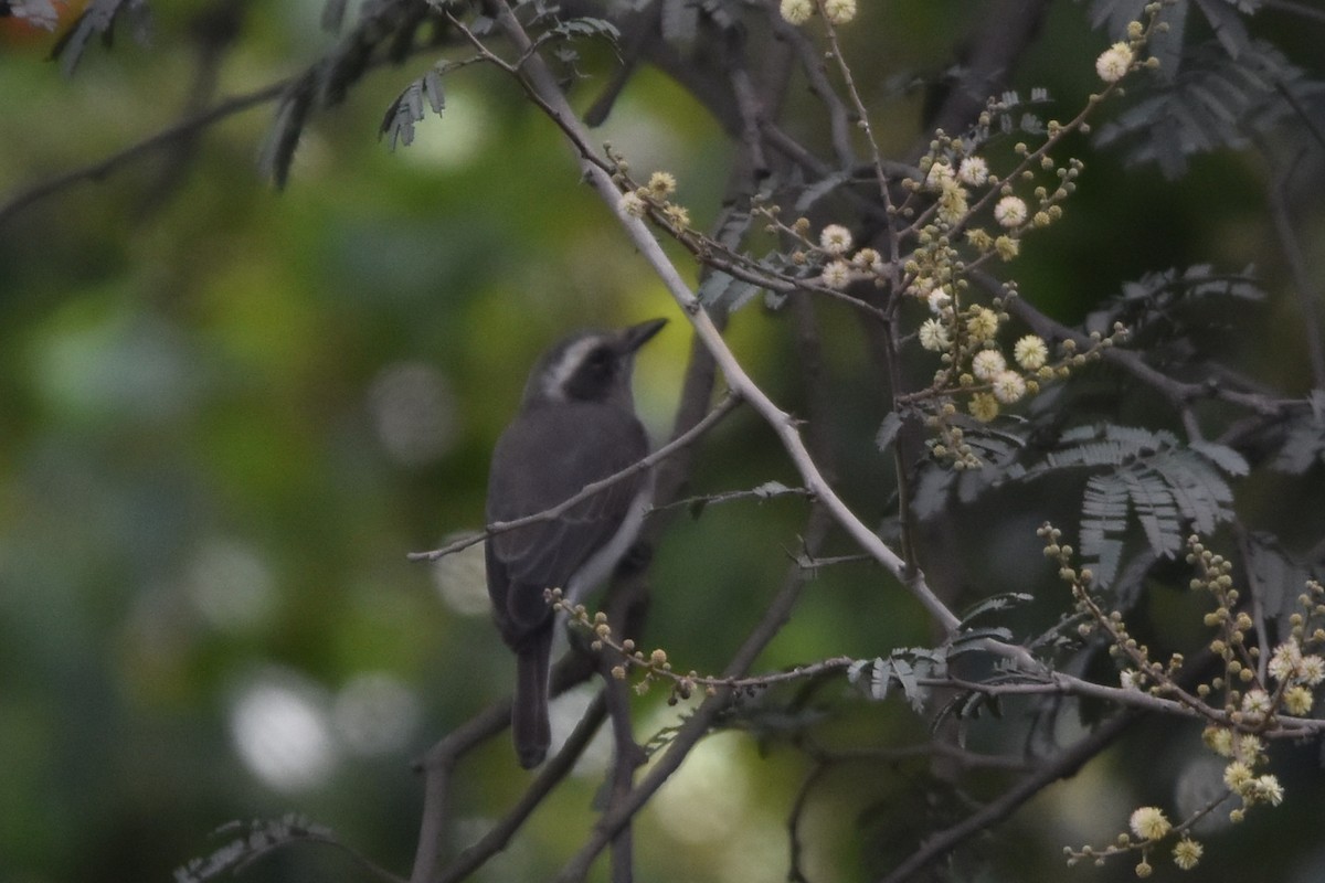 Common Woodshrike - ML642962046