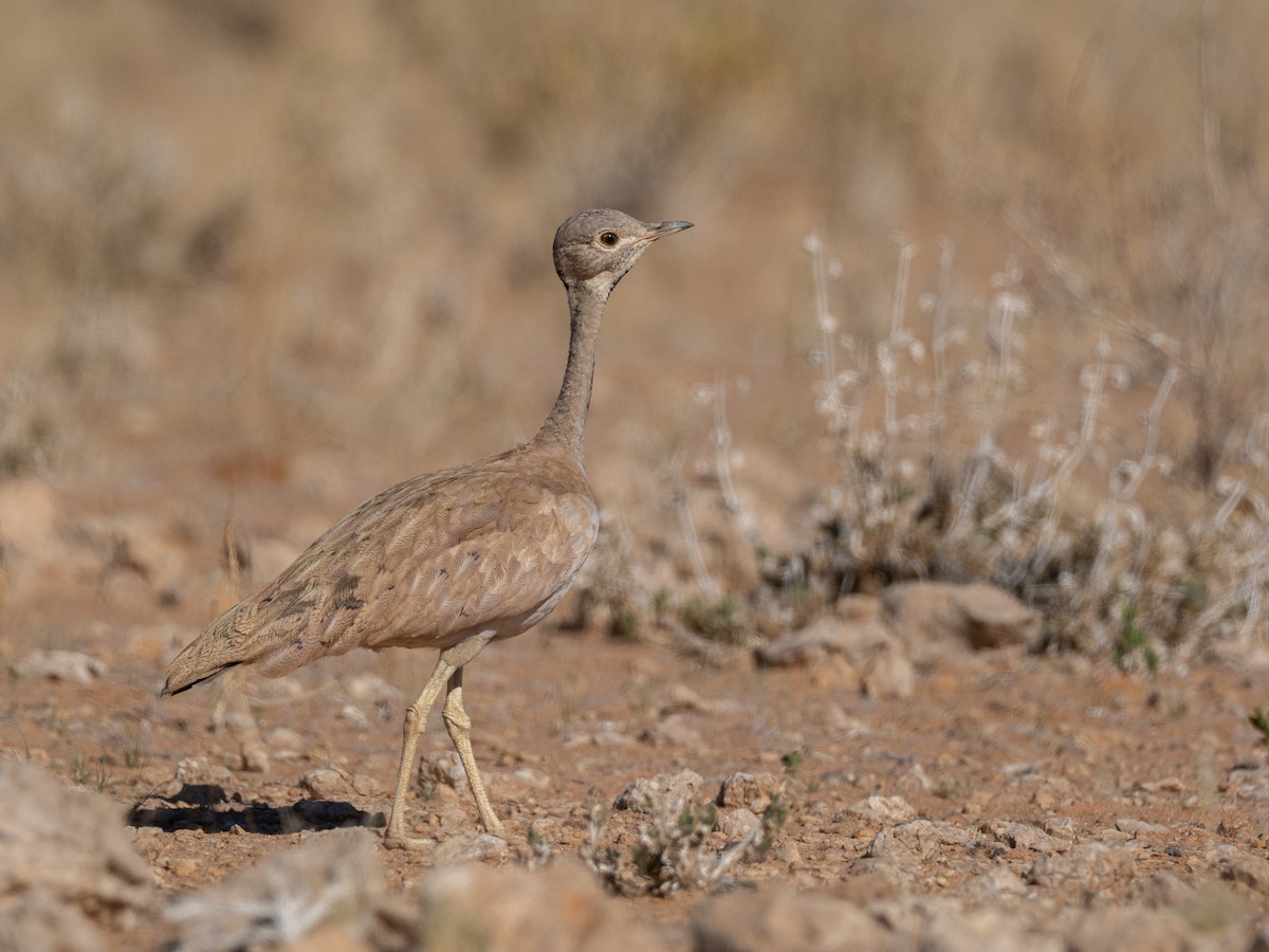 Rüppell's Bustard - ML642962049