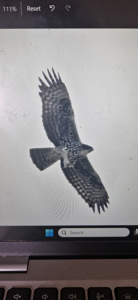 Ayres's Hawk-Eagle - ML642962055