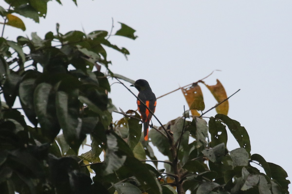Orange Minivet - ML642962072