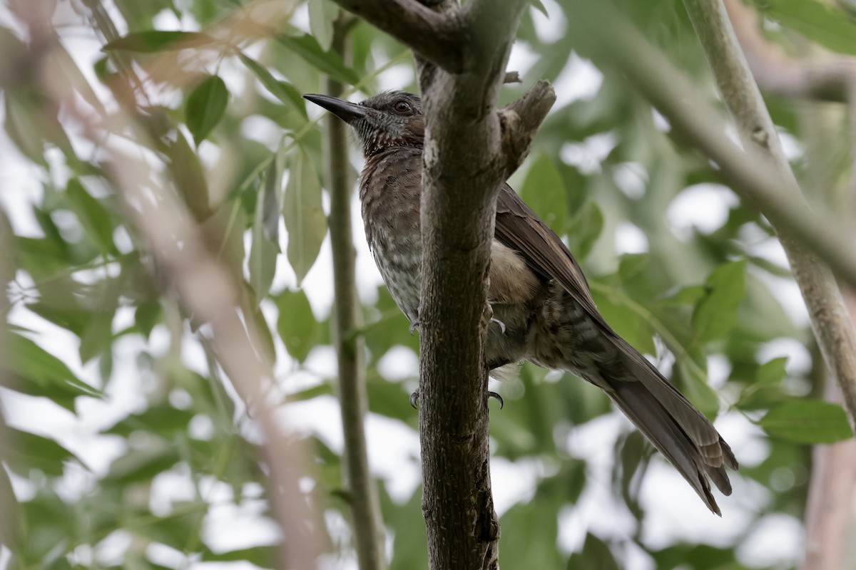 Brown-eared Bulbul - ML642962084