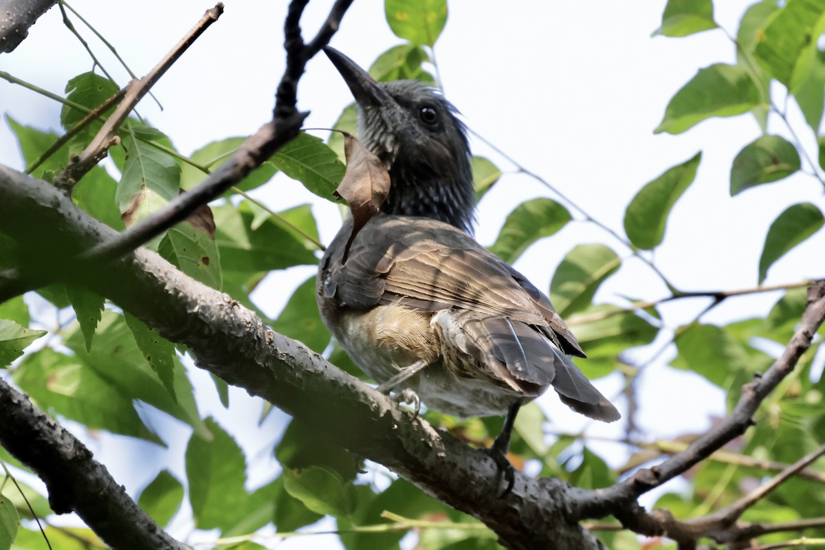 Brown-eared Bulbul - ML642962086