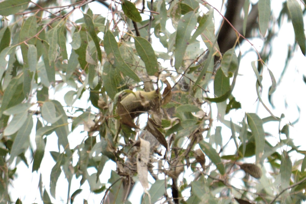 White-plumed Honeyeater - ML642962089