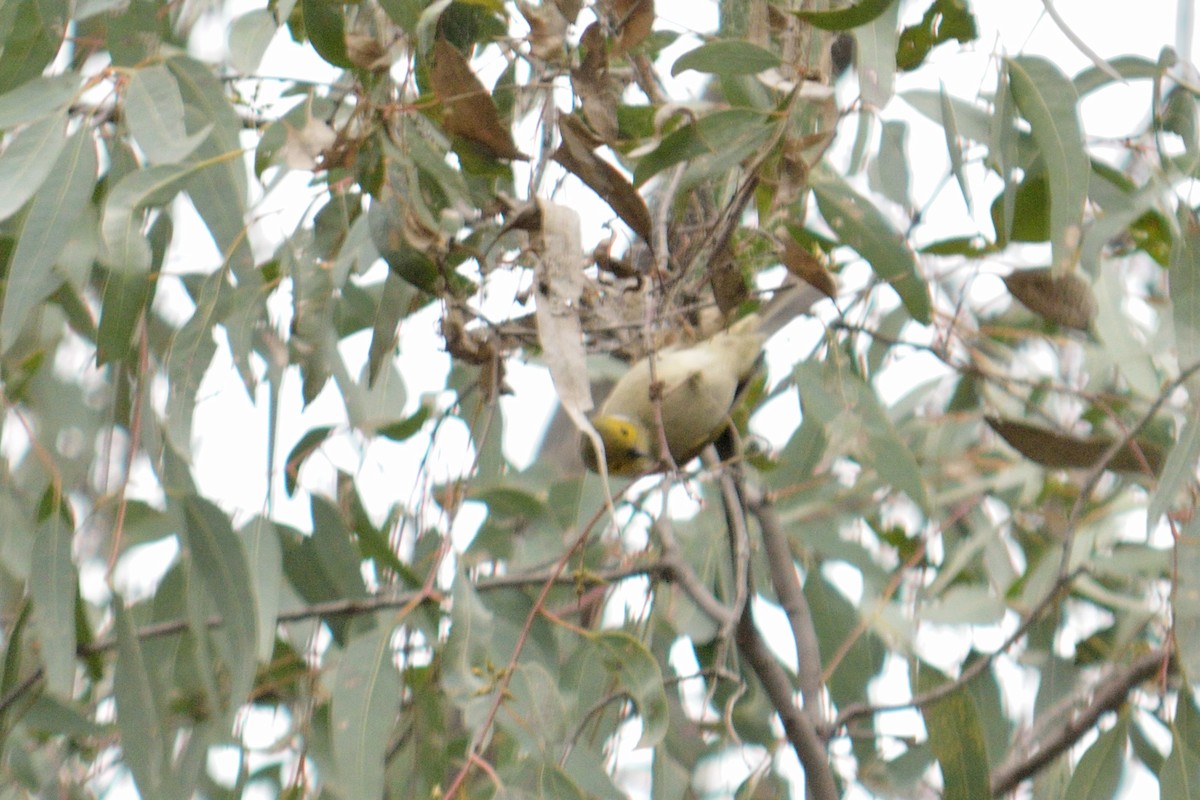 White-plumed Honeyeater - ML642962090
