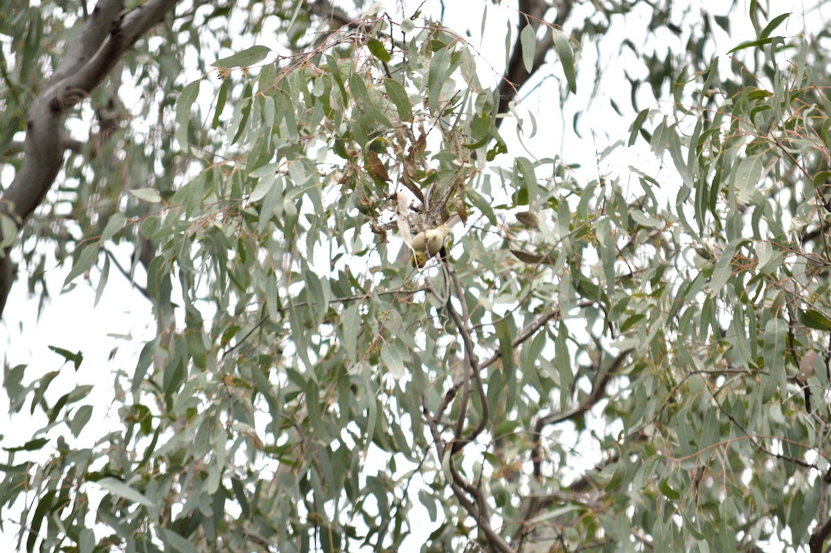 White-plumed Honeyeater - ML642962092