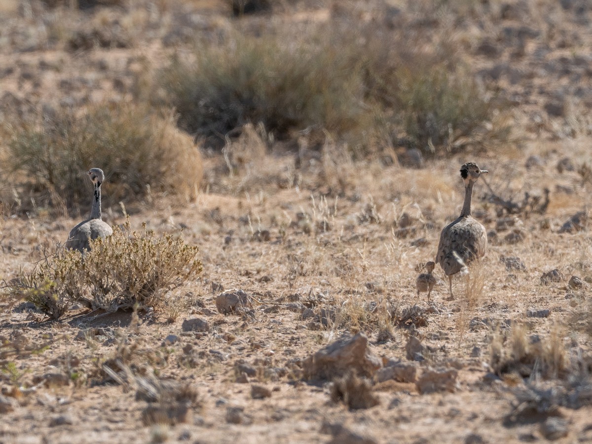 Rüppell's Bustard - ML642962095