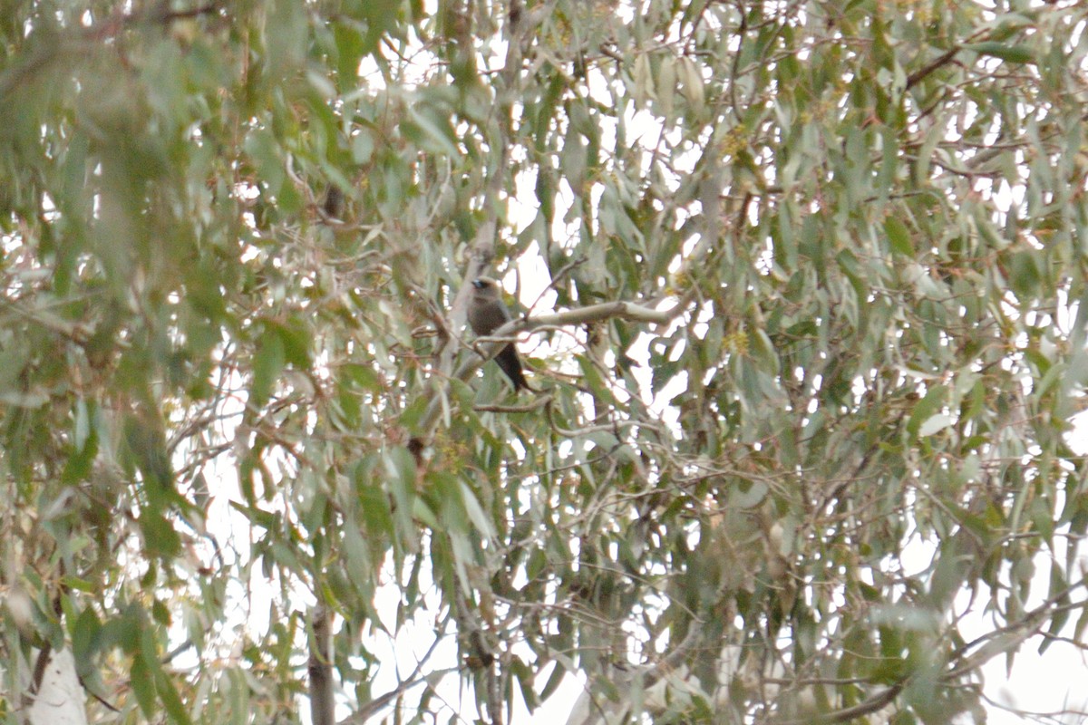 Dusky Woodswallow - ML642962105