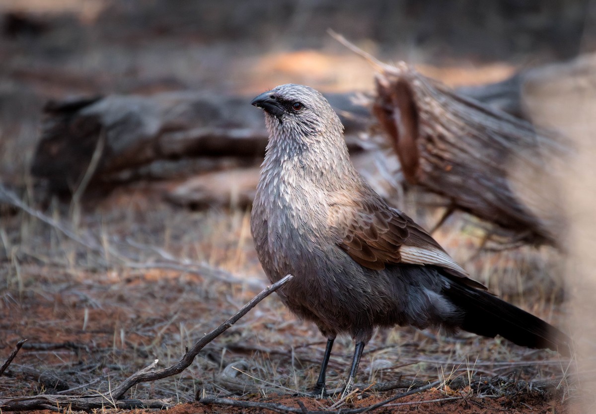 Apostlebird - ML642962141