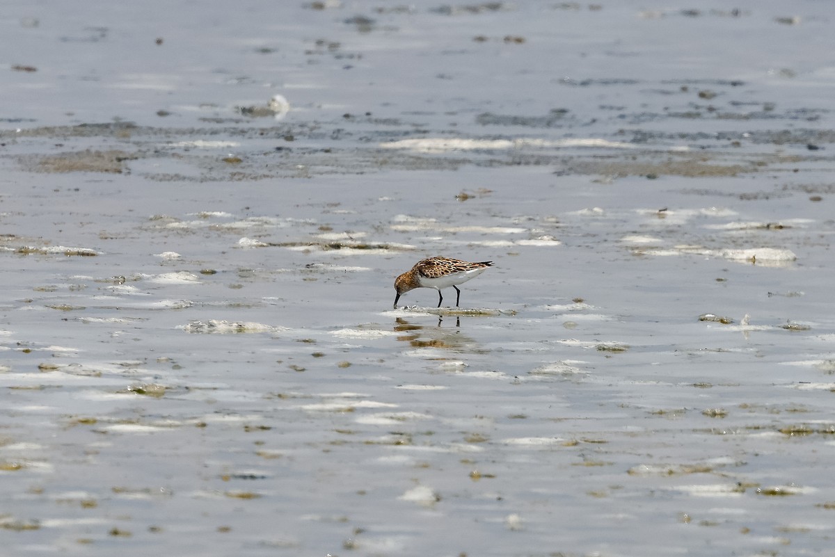 dvergsnipe - ML642962142