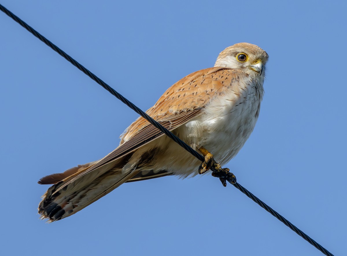 Nankeen Kestrel - ML642962154