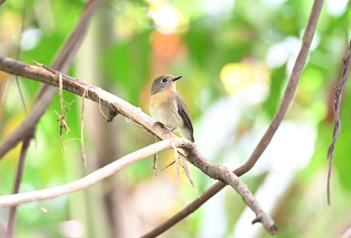 Hainan Blue Flycatcher - ML642962164