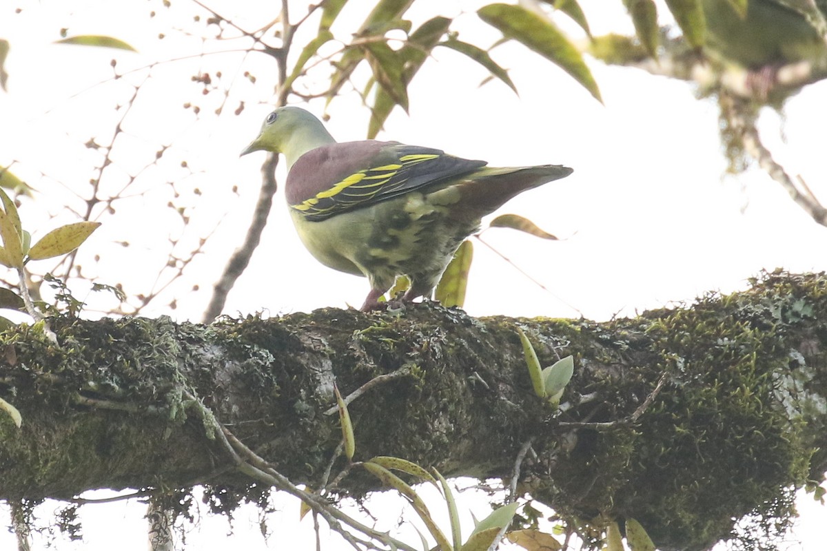 Gray-fronted Green-Pigeon - ML642962173