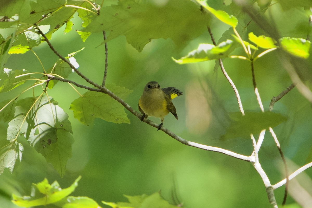 American Redstart - ML642962175