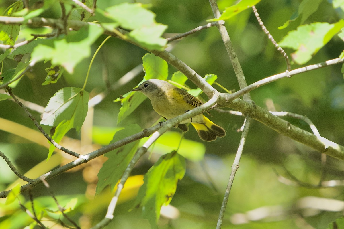 American Redstart - ML642962177
