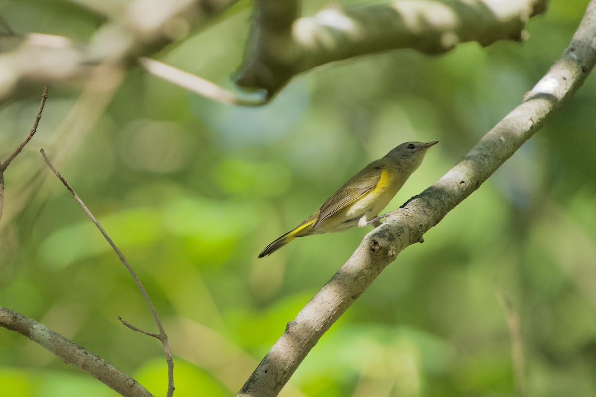 American Redstart - ML642962178