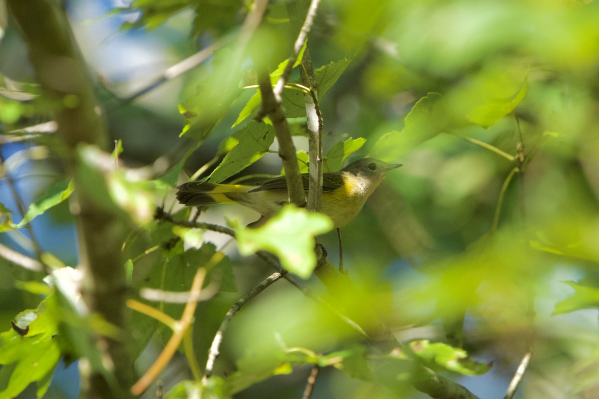 American Redstart - ML642962179