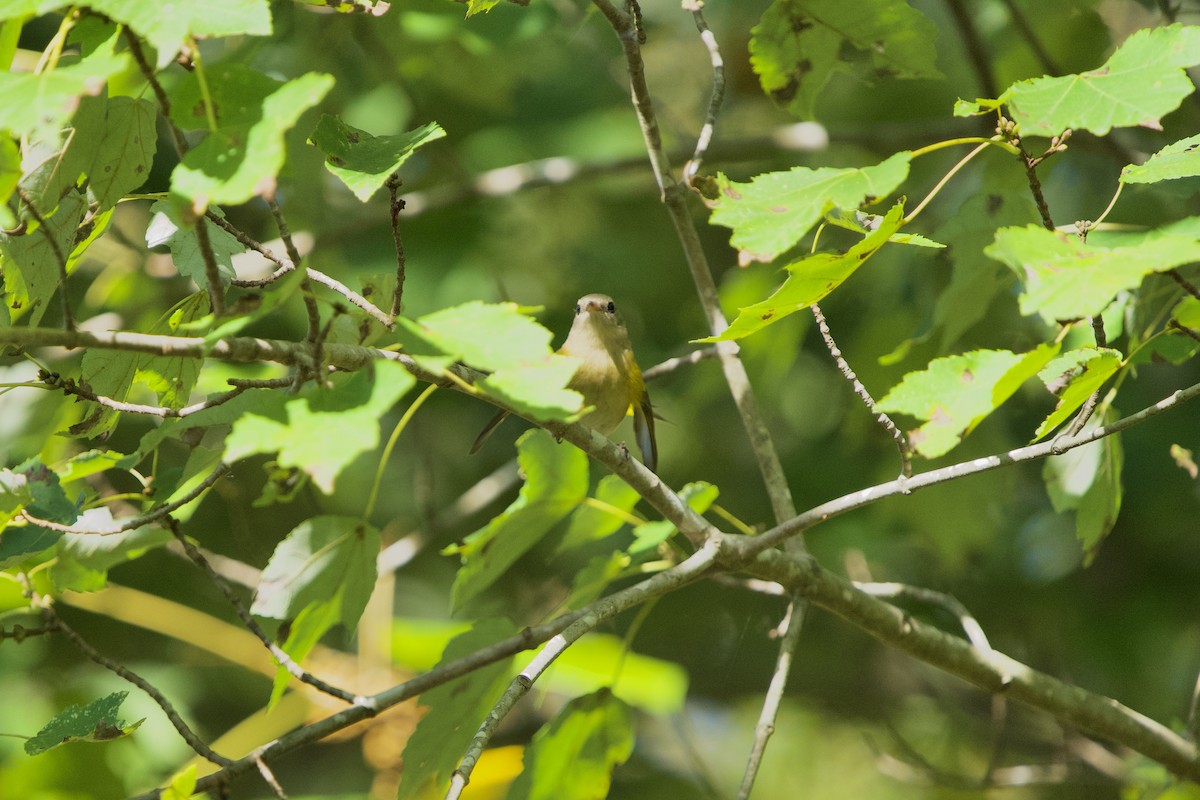 American Redstart - ML642962180