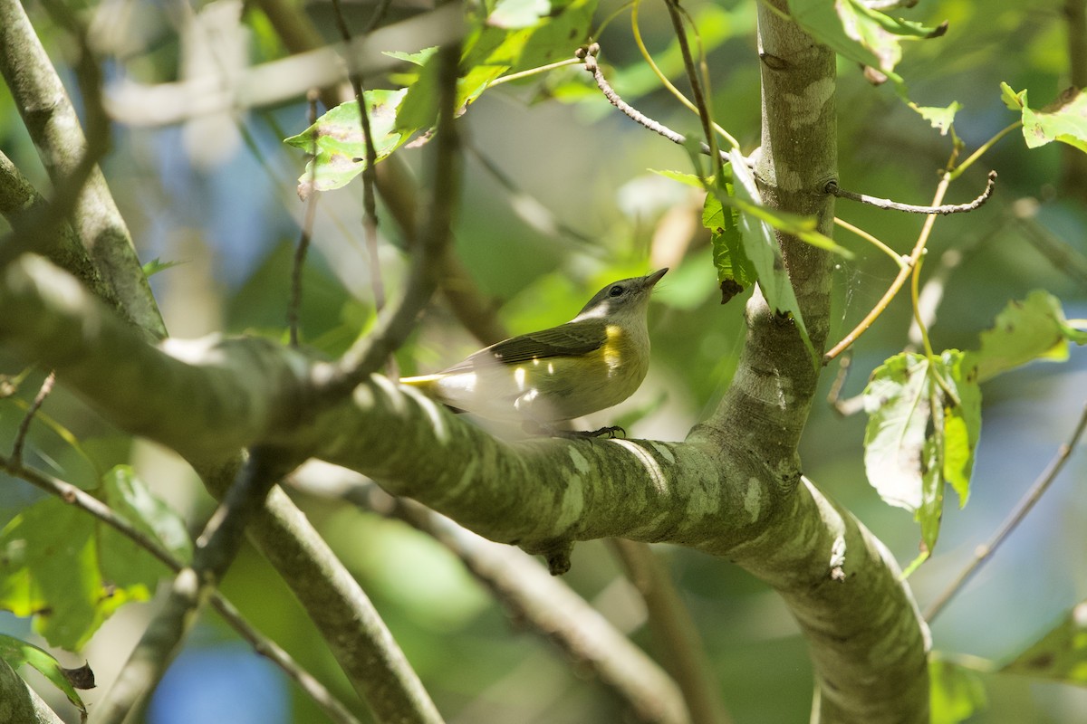American Redstart - ML642962181