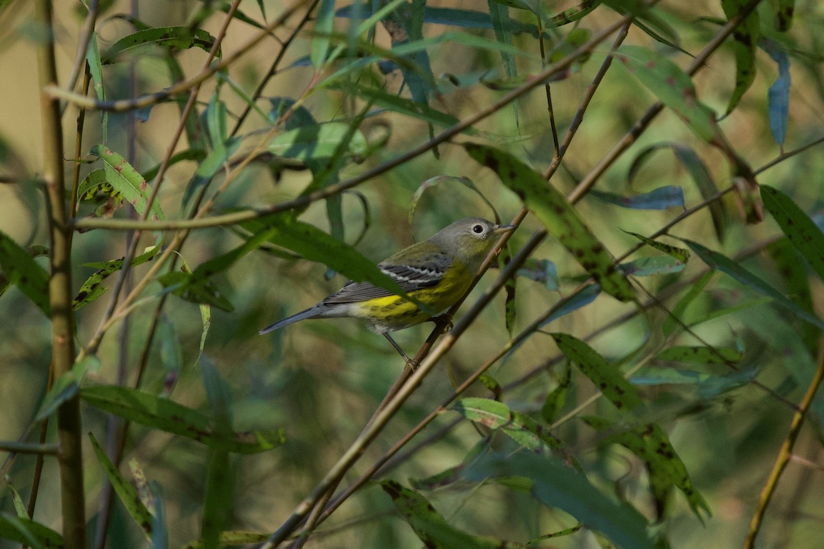 Magnolia Warbler - ML642962194