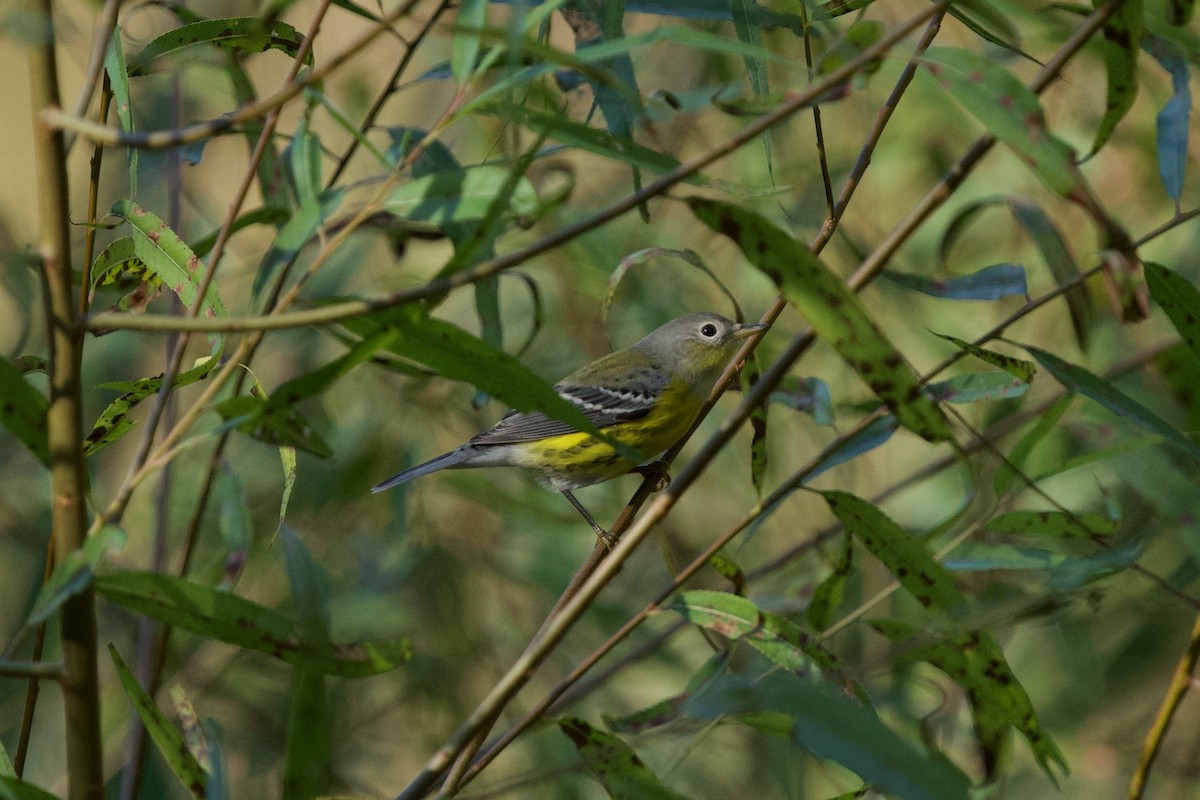 Magnolia Warbler - ML642962195