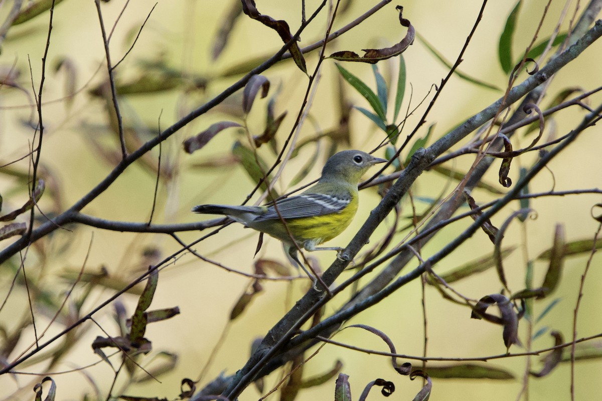 Magnolia Warbler - ML642962196