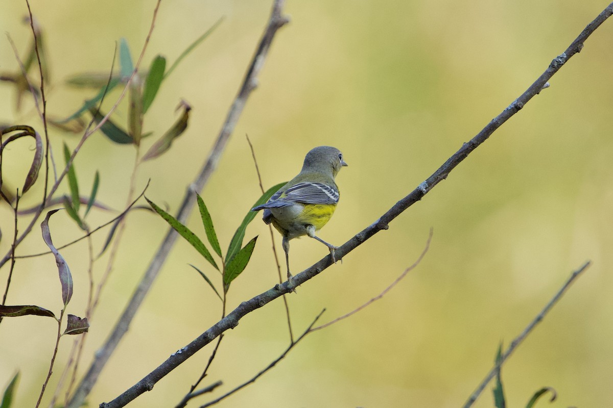 Magnolia Warbler - ML642962197