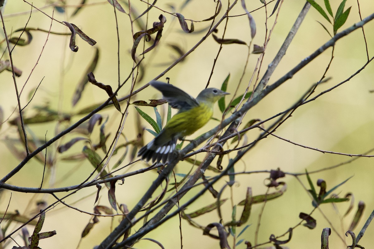 Magnolia Warbler - ML642962198