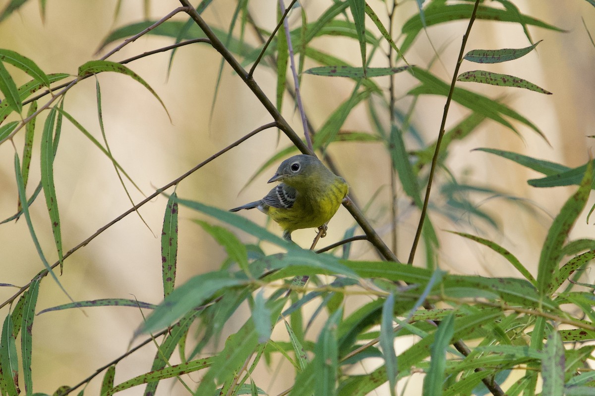 Magnolia Warbler - ML642962199