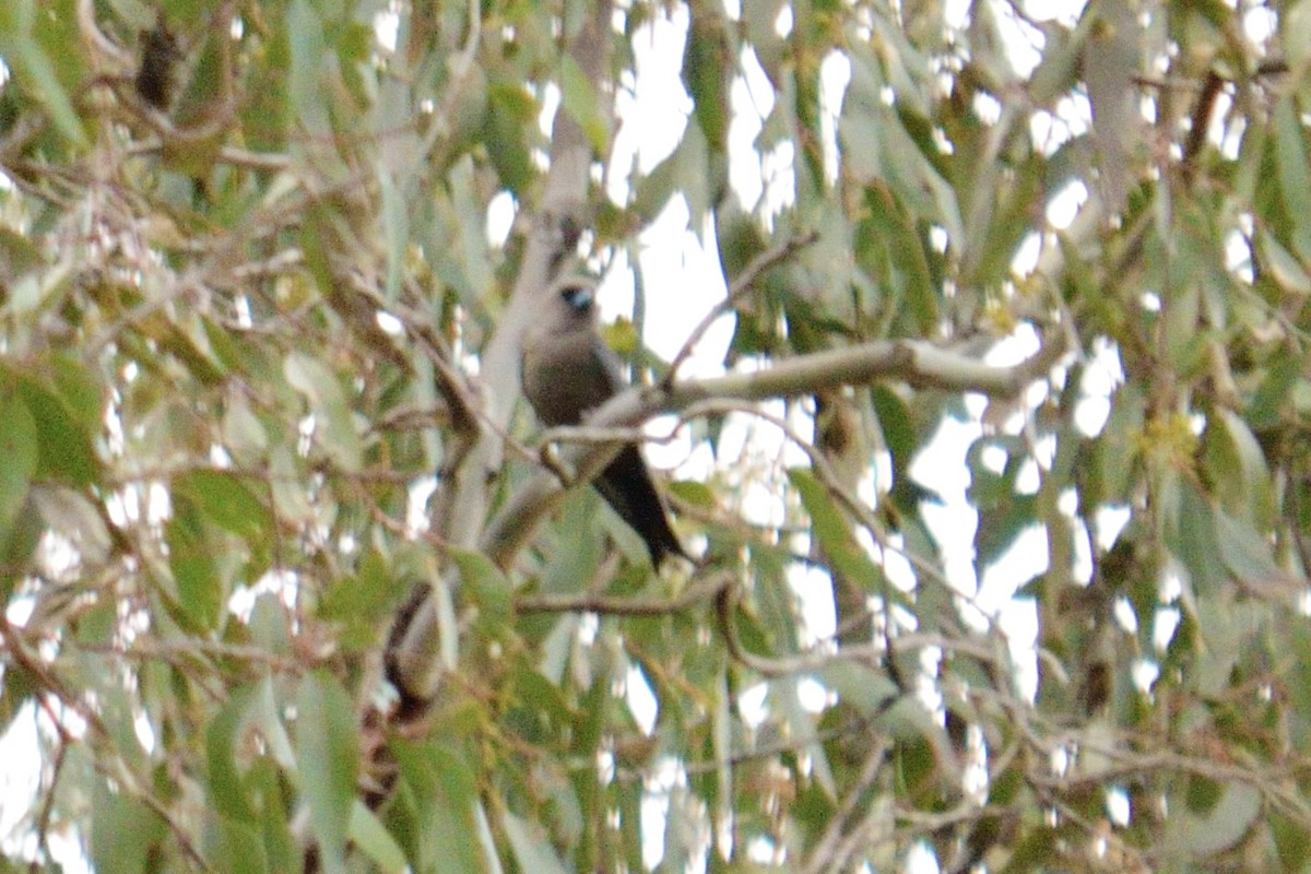 Dusky Woodswallow - ML642962205