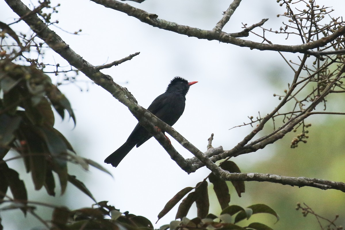 Square-tailed Bulbul - ML642962206