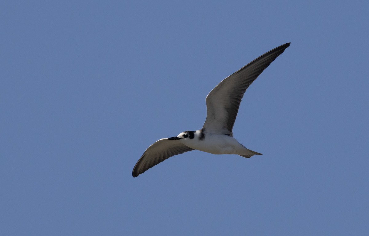 Black Tern - ML642962224