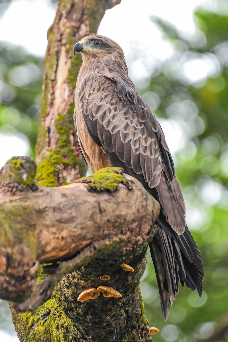Black Kite - ML642962232