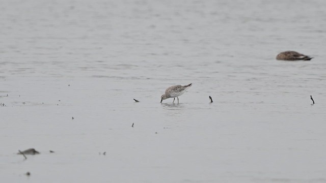 Great Knot - ML642962233