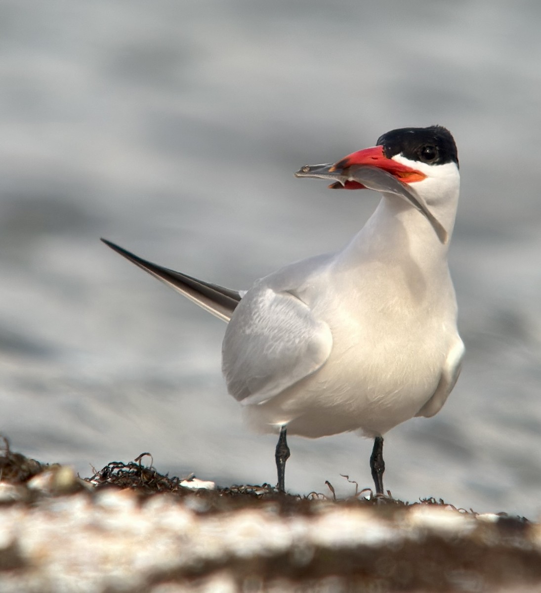 Caspian Tern - ML642962234