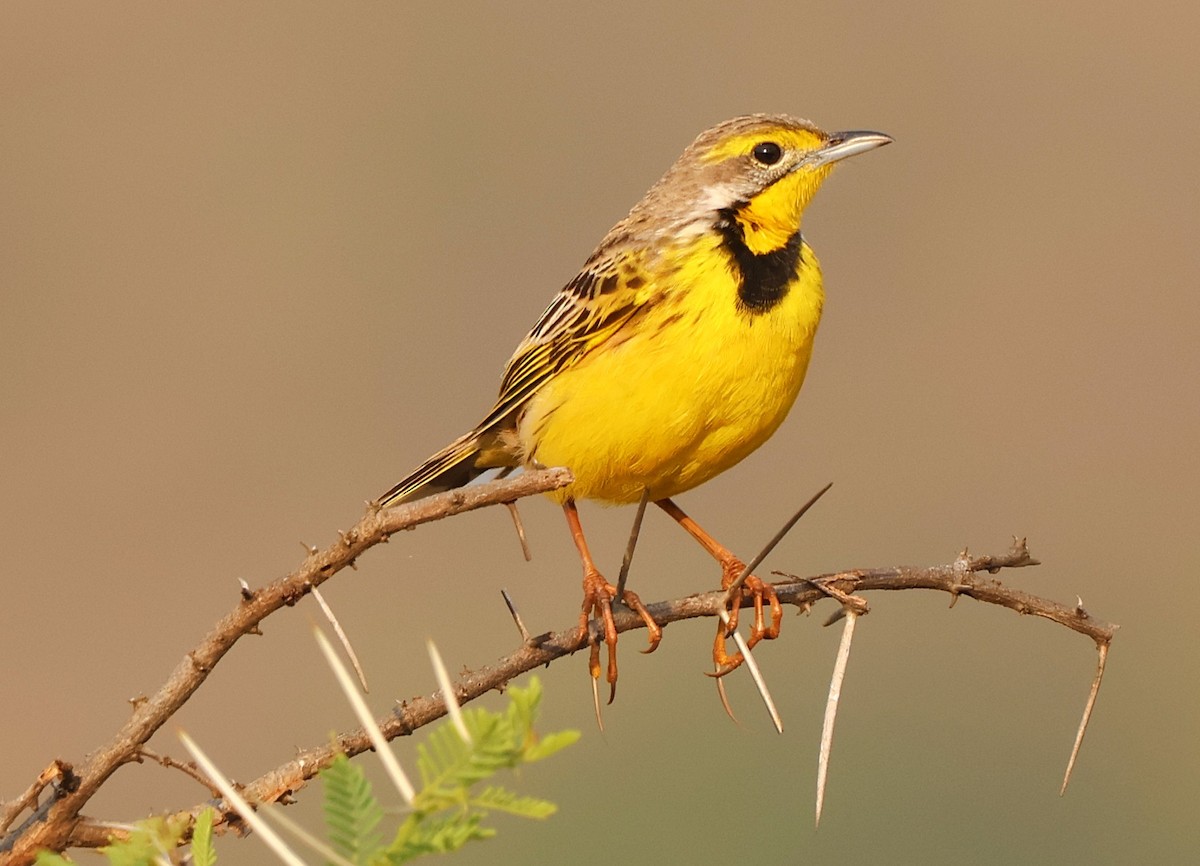 Yellow-throated Longclaw - ML642962239