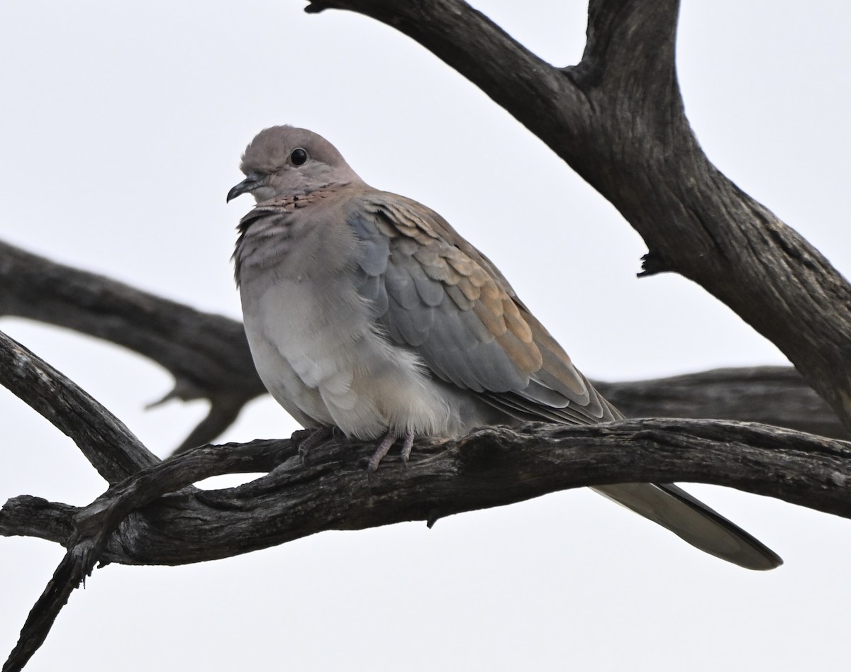 Өөдсөн хүүрзгэнэ - ML642962245