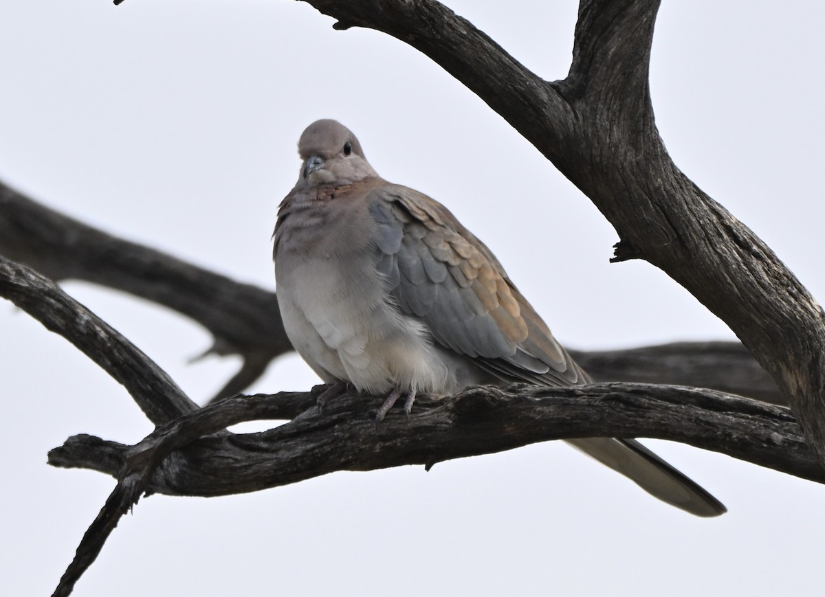 Өөдсөн хүүрзгэнэ - ML642962246