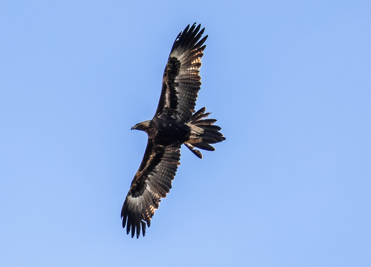 Wedge-tailed Eagle - ML642962247