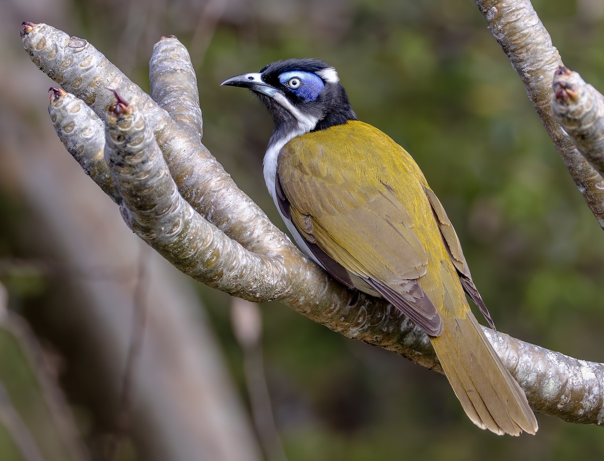 Blue-faced Honeyeater - ML642962249