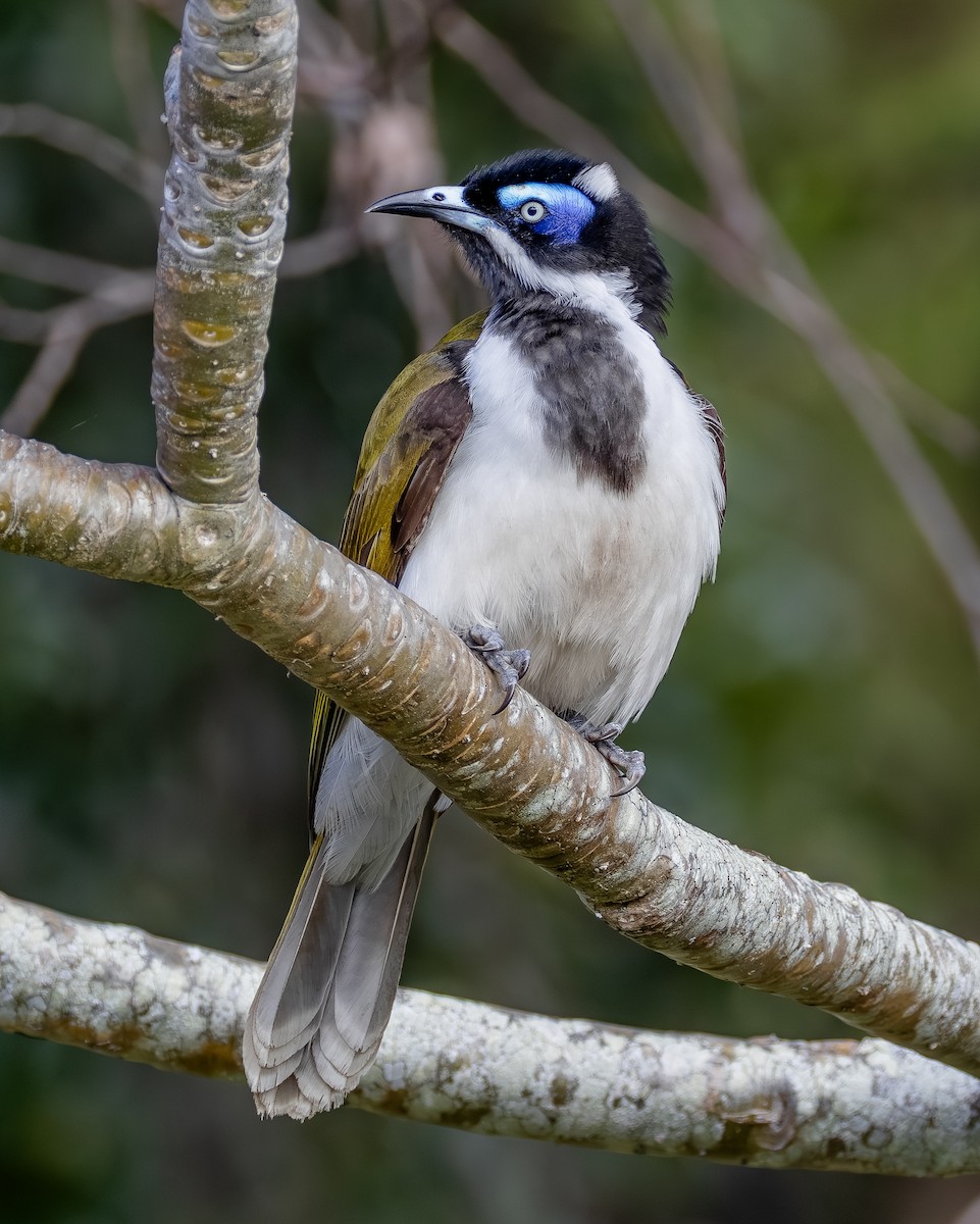 Blue-faced Honeyeater - ML642962250