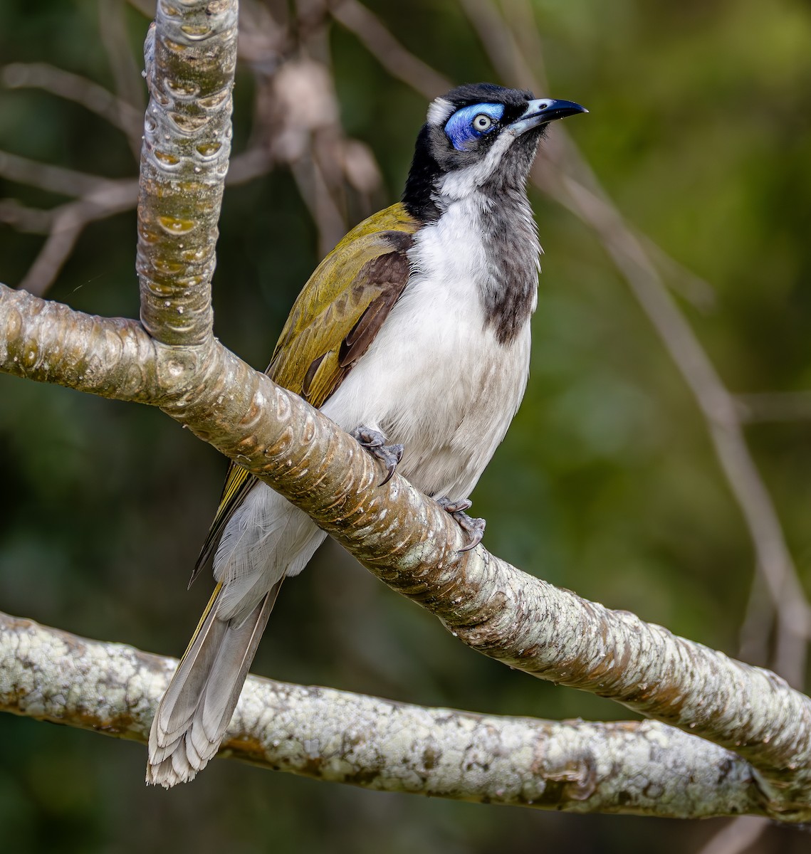 Blue-faced Honeyeater - ML642962251
