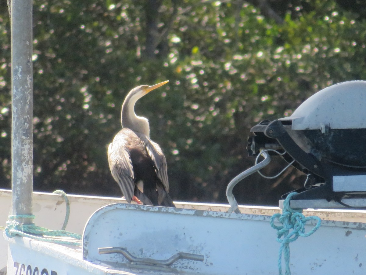 Australasian Darter - ML642962254