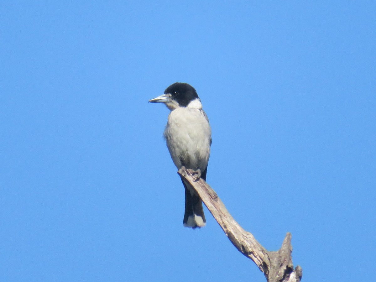 Gray Butcherbird - ML642962286