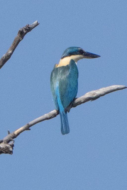 Sacred Kingfisher - ML642962321